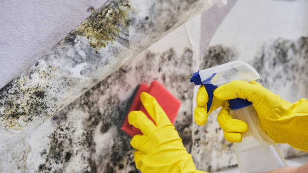 Best DIY Mold Remediation in Savannah, GA